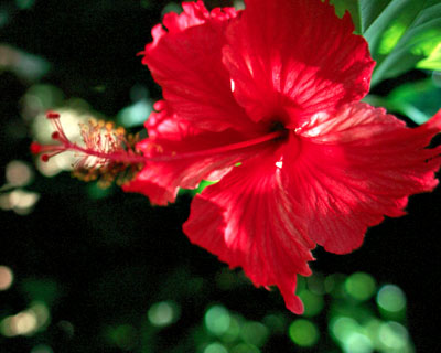 Red Hibiscus